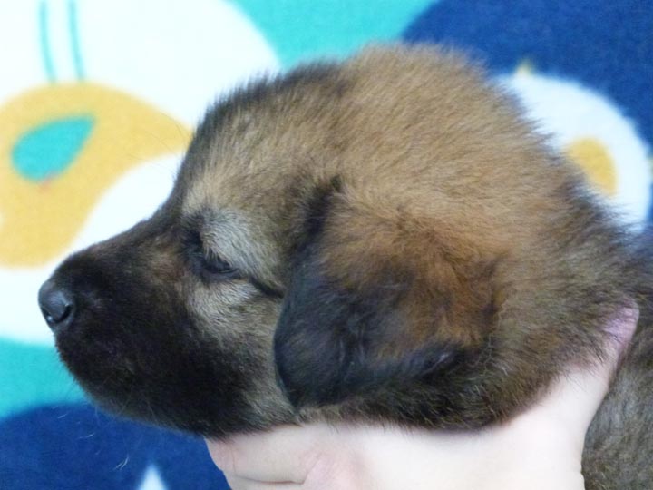 chinook puppy